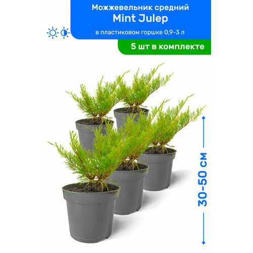    Mint Julep ( ) 30-50     0,9-3 , ,   ,   5 ,   6975 