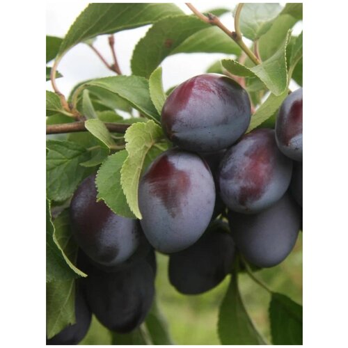       (Prunus domestica), 5    -     , -, 