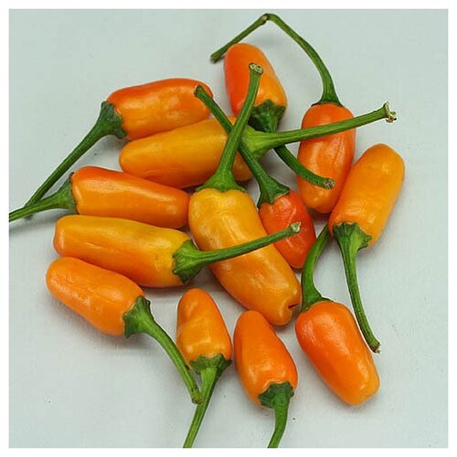     Ƹ (. Yellow Tabasco Pepper)  5   -     , -, 