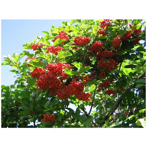    (. Viburnum opulus ) -  10   -     , -, 