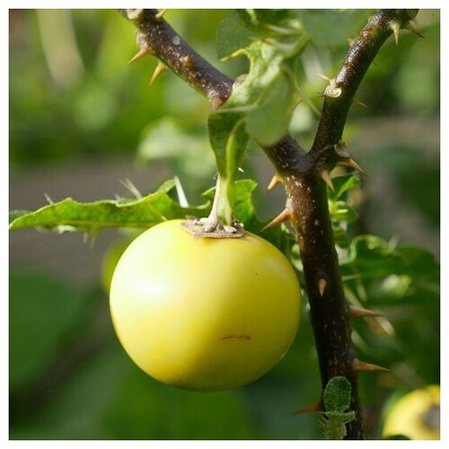    (. Solanum linnaeanum)  10   -     , -, 