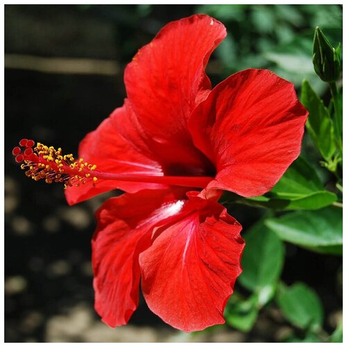     -   -  - (. Hibiscus rosa-sinensis) -   15   -     , -, 