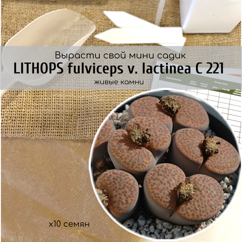    Lithops fulviceps var. lactinea  /   -   /       -     , -, 