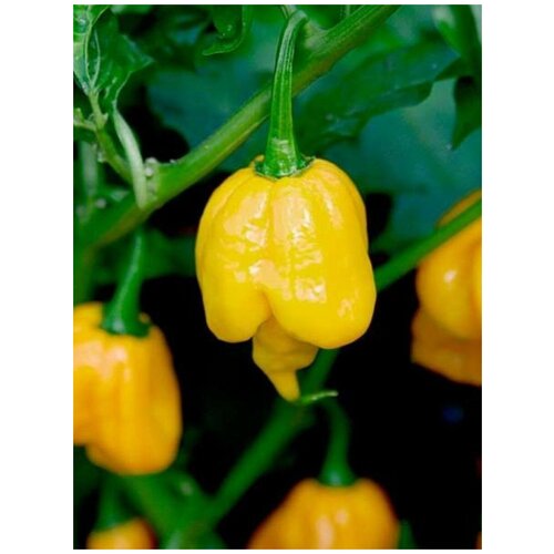     Trinidad Scorpion Butch T yellow /     , 5    -     , -, 