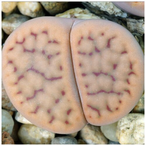      Lithops schwantesii C-191 10 .   -     , -, 