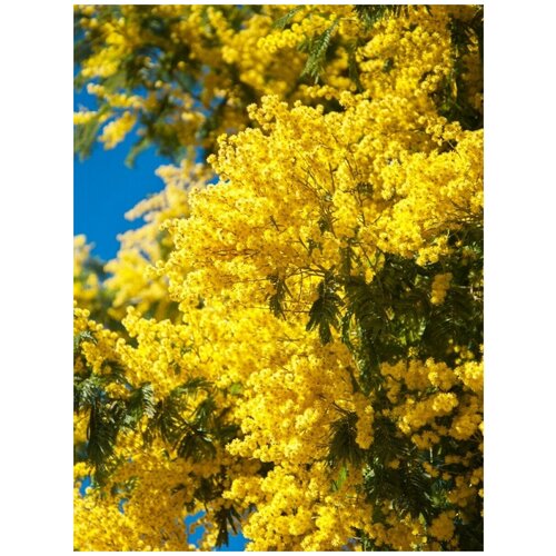      (Acacia dealbata), 20    -     , -, 