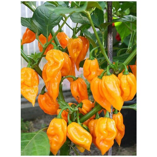     Bhut Jolokia orange (  ), 5    -     , -, 