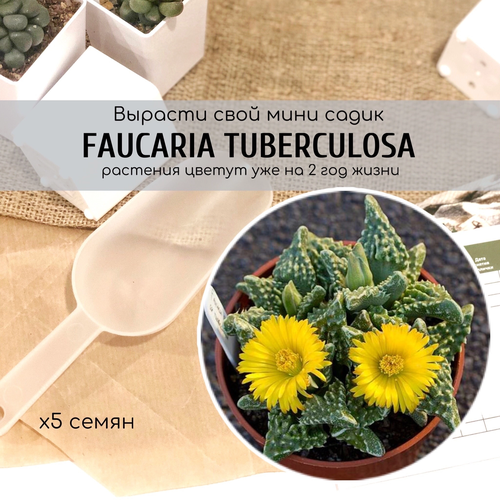   Faucaria Tuberculosa        ,   340 