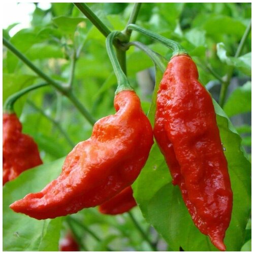      Bhut Jolokia red 5 .   -     , -, 