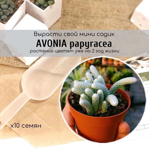     / Avonia papyracea    ,   ,   360 