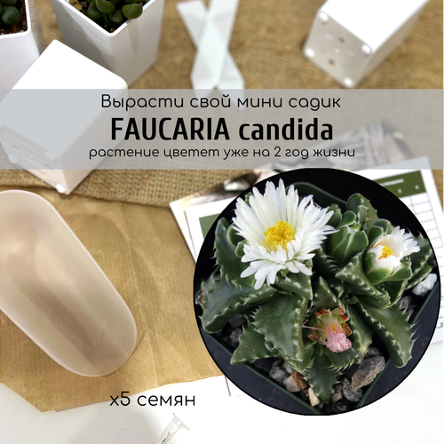    Faucaria candida (   ).       ,   395 
