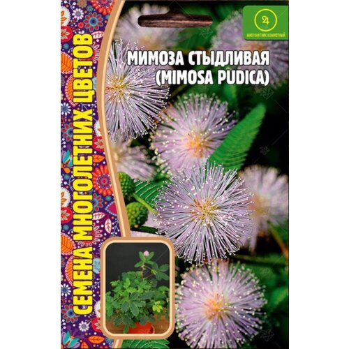     (Mimosa pudica) (20 )   -     , -, 