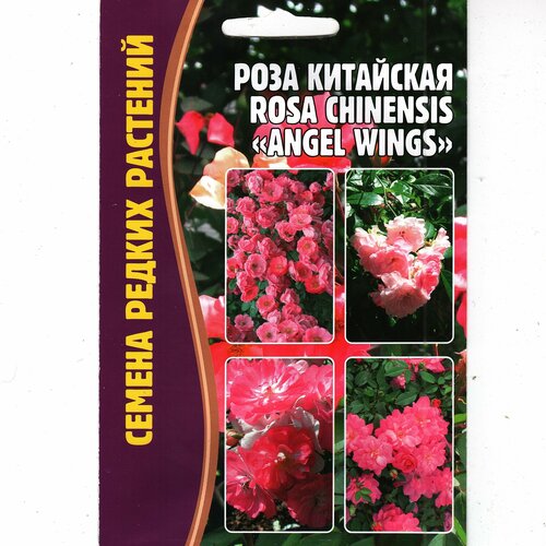    Rosa Chinensis,   ( 1 : 10  )   -     , -, 