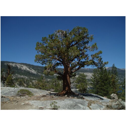   (. Juniperus occidentalis)  5    25   -     , -, 