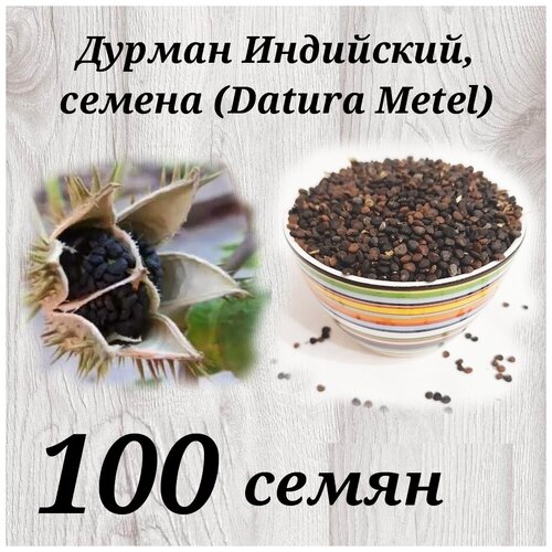    / Datura Metel 100 .    -     , -, 