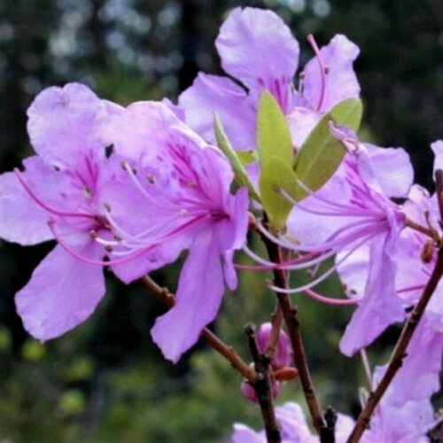      (. Rhododendron dauricum, ) 25 .   -     , -, 