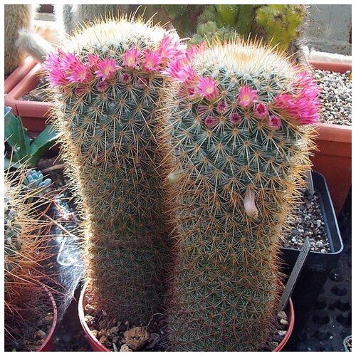      Mammillaria magnifica 10 .   -     , -, 