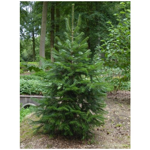    - (Abies pindrow), 10    -     , -, 