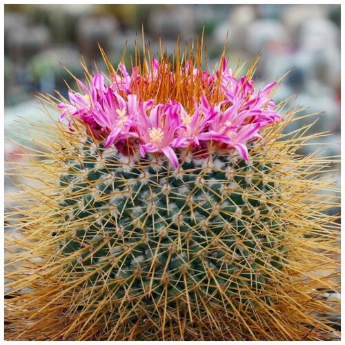      Mammillaria apozolensis v. saltensis L-1045 10 .   -     , -, 