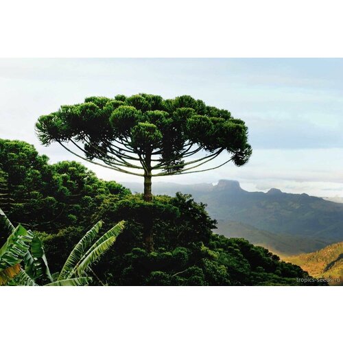    (. Araucaria angustifolia)  1   -     , -, 