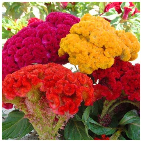     (. Celosia)  30   -     , -, 