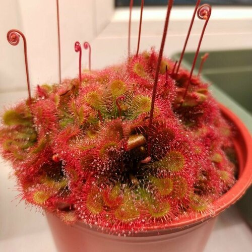     TOKAIENSIS 10+  (Drosera Tokaiensis),  ,     -     , -, 