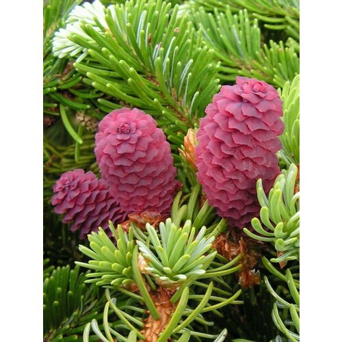     (Picea jezoensis), 60    -     , -, 