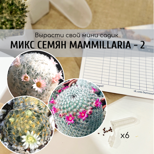           (Mammillaria schiedeana / plumosa / haageana ssp. elegans)    ,   370 