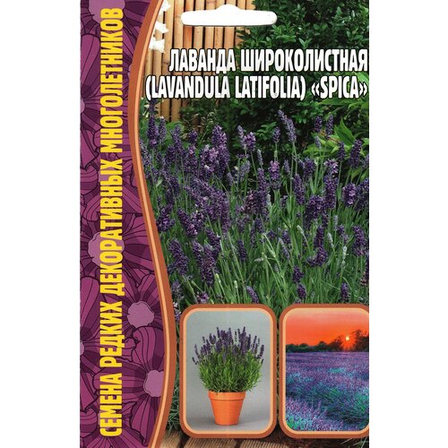    / Lavandula latifolia SPICA,  ( 1 : 30  )   -     , -, 