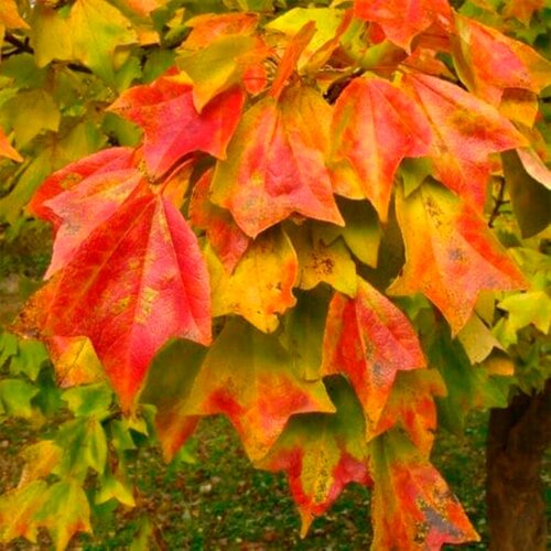    -   (. Acer buergerianum)  20,   328 