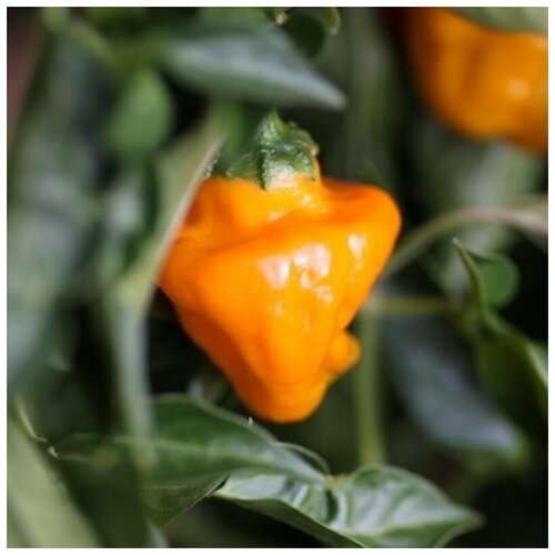      Jamaican orange hot 5 .   -     , -, 