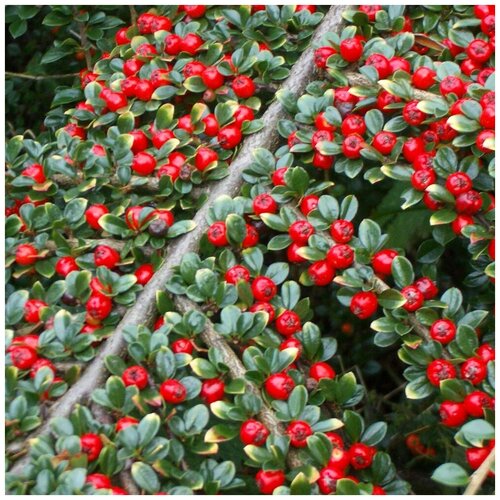    (. Cotoneaster salicifolius Franch.) -   10   -     , -, 