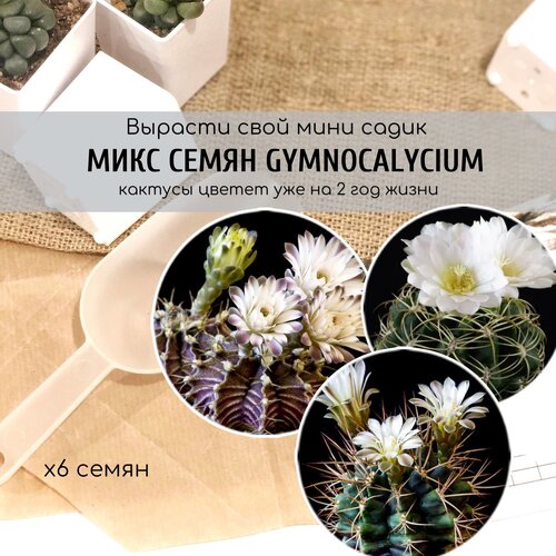       Gymnocalycium     /   6    -     , -, 