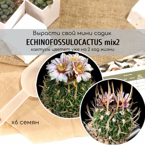             / Echinofossulocactus erectocentrus end grandicorni   -     , -, 