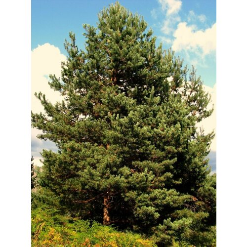     (Pinus sylvestris), 165    -     , -, 