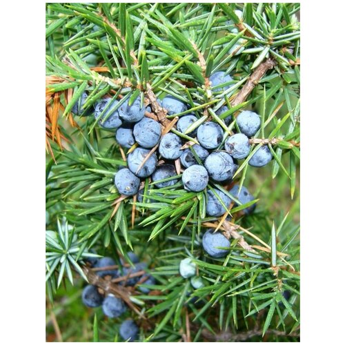     (Juniperus communis), 30    -     , -, 