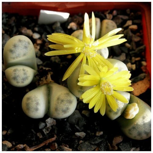      Lithops Dinteri C180 10 .   -     , -, 