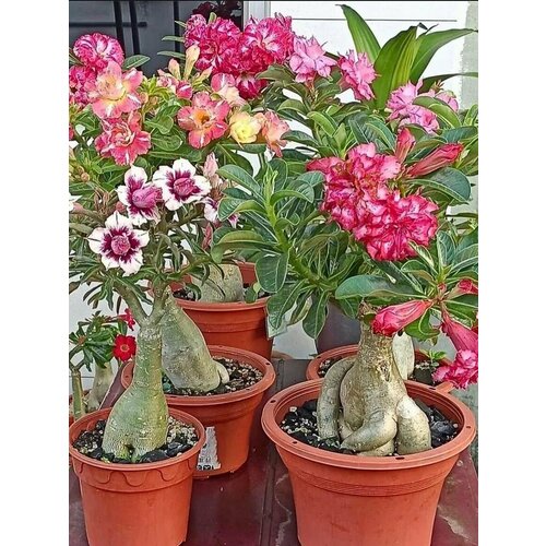   mix (. Adenium)  10   -     , -, 