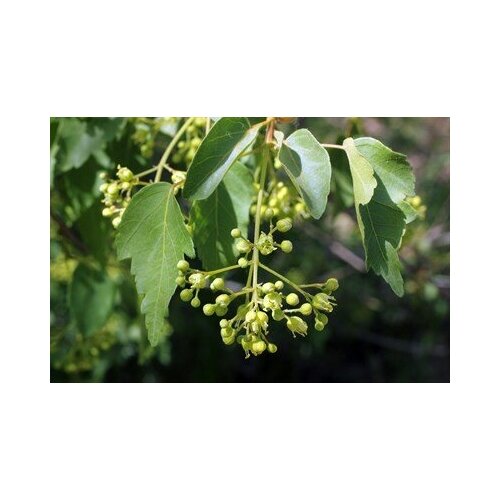    -   (. Acer oliverianum)  10,   317 