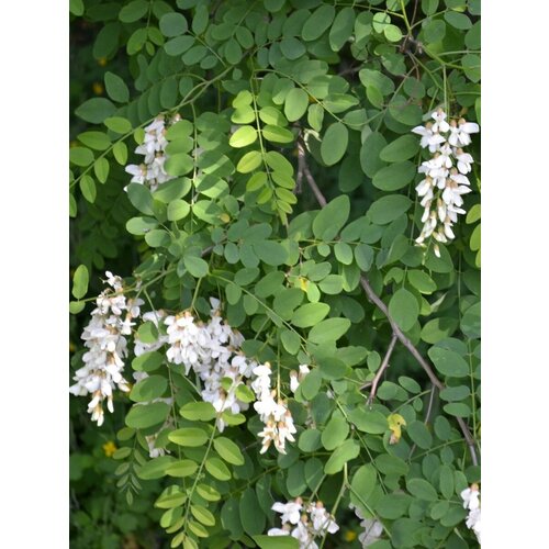     ( ) / Robinia pseudoacacia, 60    -     , -, 