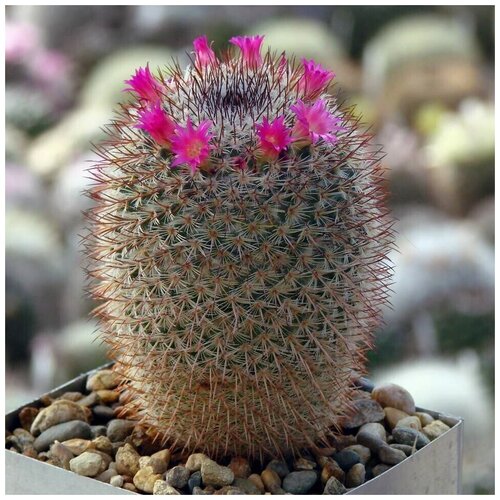      Mammillaria conspicua P-468 10 .   -     , -, 