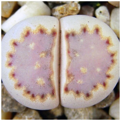      Lithops julii ssp. fulleri 10 .   -     , -, 