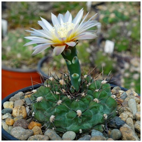      Gymnocalycium borthii GN-1075/3935 10 .   -     , -, 