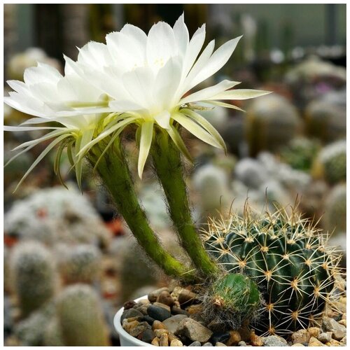      Echinopsis ancistrophora TB-0418.1 10 .   -     , -, 