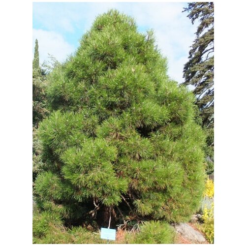     (Pinus nigra pallasiana), 150 ,   1050 