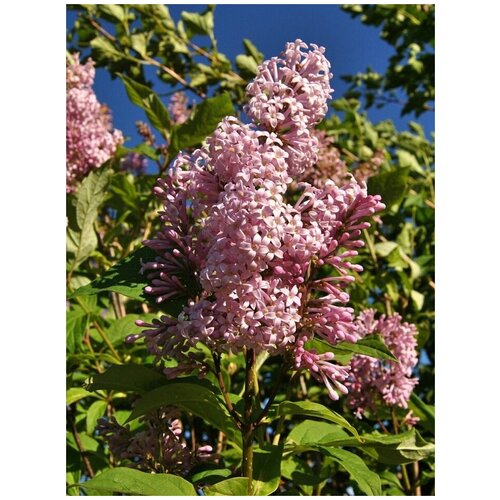     (Syringa josikaea), 25    -     , -, 