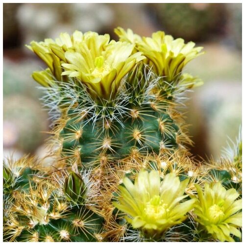      Echinocereus corelii SB-743 10 .   -     , -, 