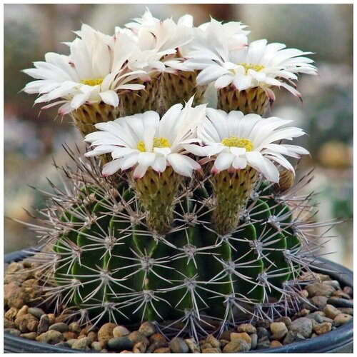      Acanthocalycium klimpelianum P-91 10 .   -     , -, 