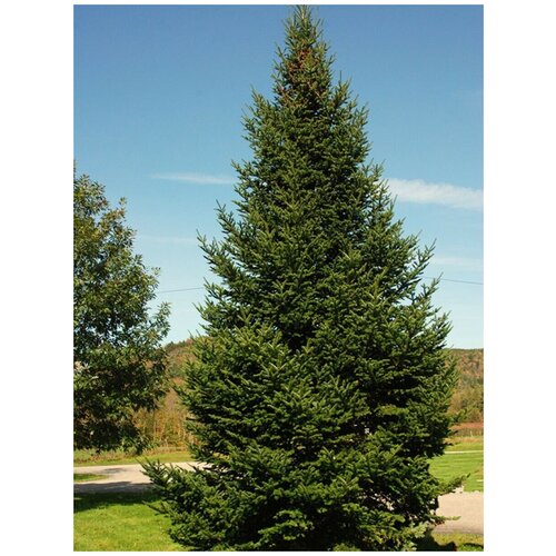     (Abies balsamea), 10    -     , -, 