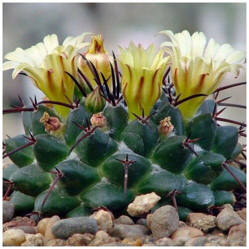      Mammillaria flavovirens Rog-573 10 .   -     , -, 